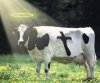 Jesus_cow-s320x267-216231.jpg