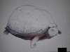 upload_2017-5-10_21-28-8.png