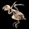 37cfbbe66cf0380ba23e918d316e18ba--animal-skeletons-animal-skulls.jpg