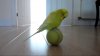 budgie-tennis-ball.jpg