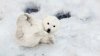 nws-st-polar-bear-cub-on-snow.jpg