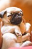 8f757dadb7f051ade2644ca2548b1835--puppy-photo-ideas-cute-pug-pictures.jpg