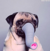 pug.png