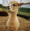 baby-alpaca-26944517.png