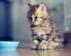 top-10-cutest-kitten-gif-we-opened-pandoras-box.56091.jpg