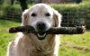 stick-dog_2603828b.jpg