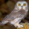 n_saw-whet_owl_rnb-15_thumb.jpg