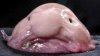 blobfish_0.jpg