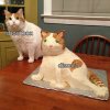 Cat And Cat Cake 27022019135654.jpg