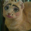 cat E.png