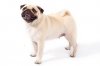 Pug-On-White-01.jpg