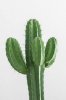 cactus.jpg