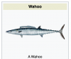 a wahoo.png