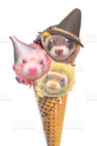 SPOILER_ferret_ice_cream.png