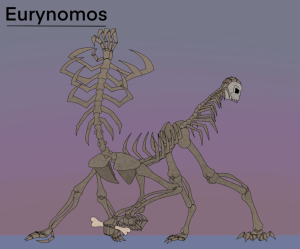 Eurynomops.png