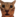 shocked-cat_cropped.png