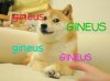 Doge genius.jpg