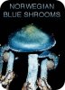 SHROOMS_Norwegian_Blue.jpg