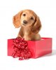 christmas-puppy.jpg