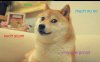 doge-553d7b9a4a310.jpg