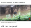 roses-are-red-violets-are-blue-0-39-2-34-gorilla-shot-3208521.png