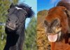 Two Horses Funny.jpg
