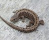northern-alligator-lizard.jpg