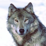 Wolfer