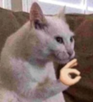 starf