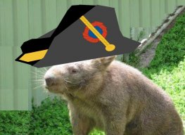 Admiral Wombat