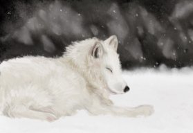 ArcticFox_9