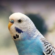 SmolBirb