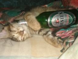 IntoxicatedCat