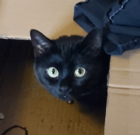 Sibblet