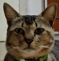 XxFAZuHxx