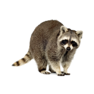 SireRoran