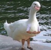 SirPkmz