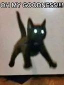 MLGcoolcat
