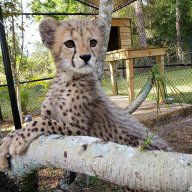TheCheetahLover