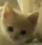 wtfpipsi