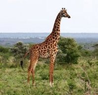 IcedGiraffe