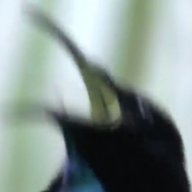 ween_master