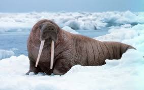 WalrusMaster