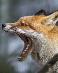 ooFox