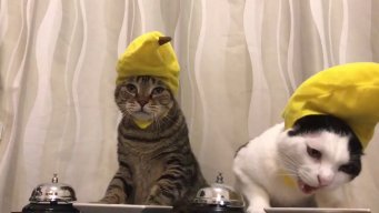 SirPoofus