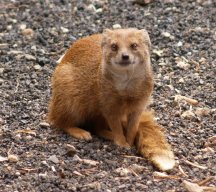 A Mongoose