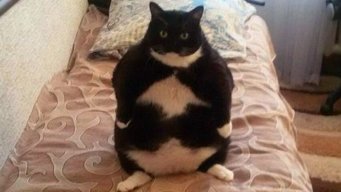 fatcatswagger