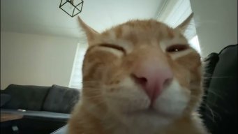 netflexwastaken