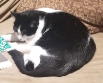 Luthercat