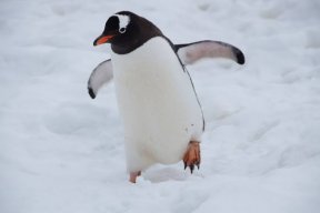 ZeLesserPenguin